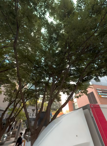 tree photo