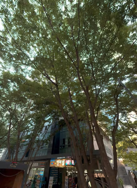 tree photo