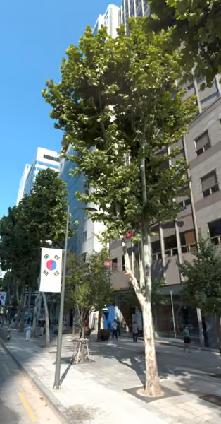 tree photo