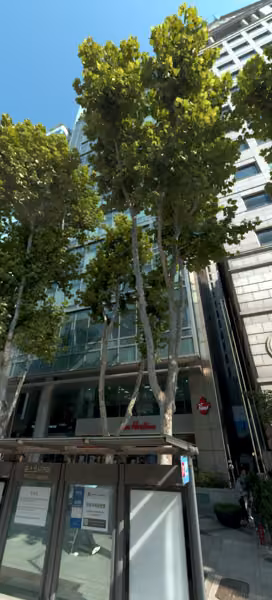 tree photo
