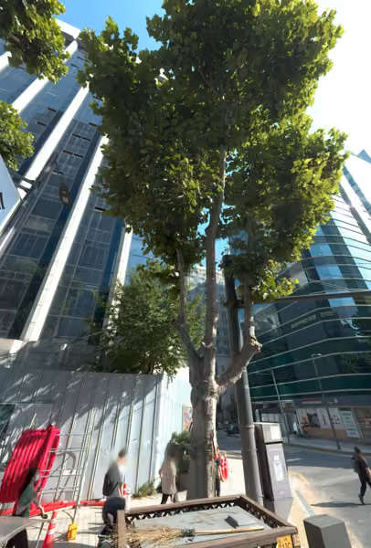 tree photo
