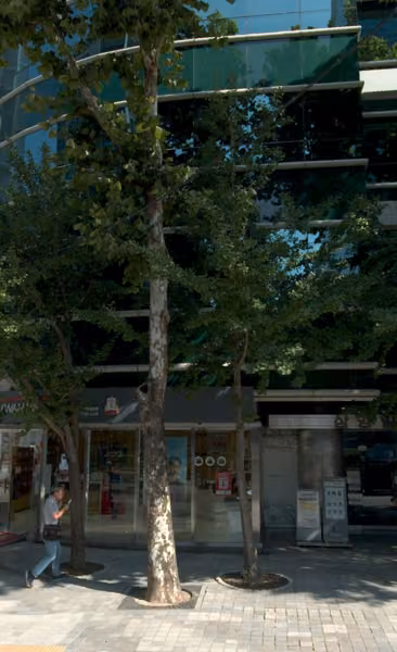tree photo