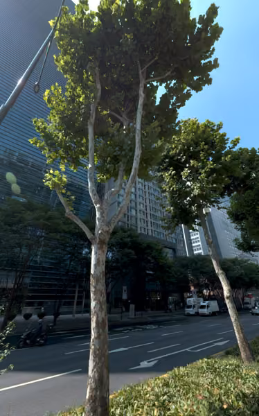 tree photo