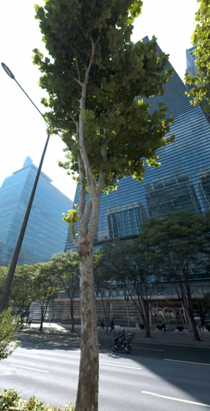tree photo