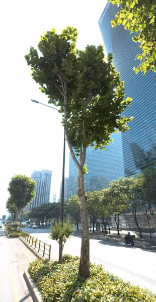 tree photo
