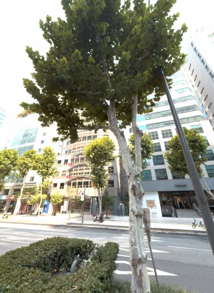 tree photo