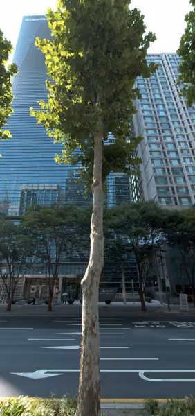 tree photo