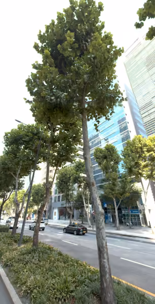 tree photo