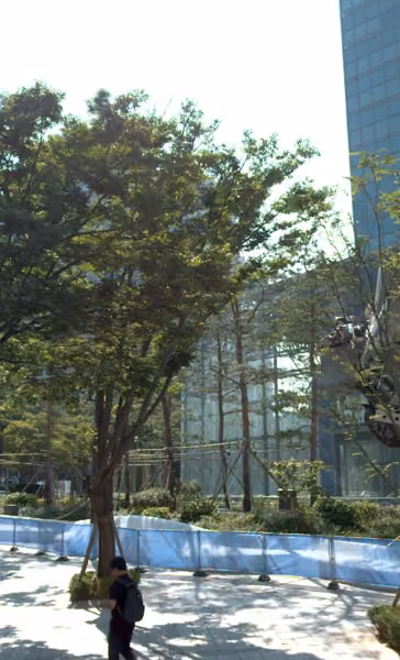 tree photo