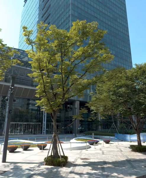 tree photo