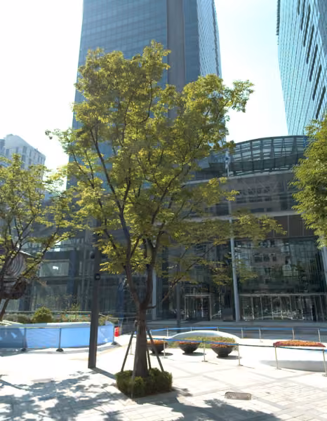 tree photo
