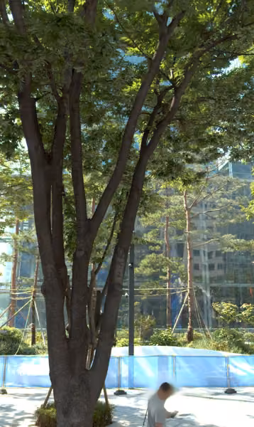 tree photo