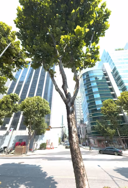 tree photo