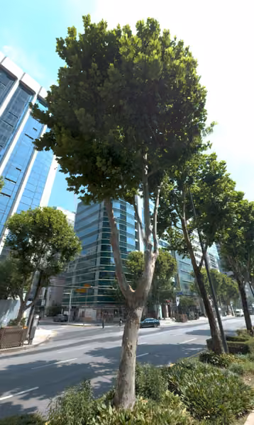 tree photo