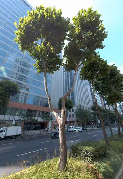tree photo