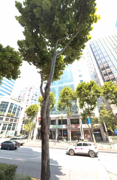 tree photo