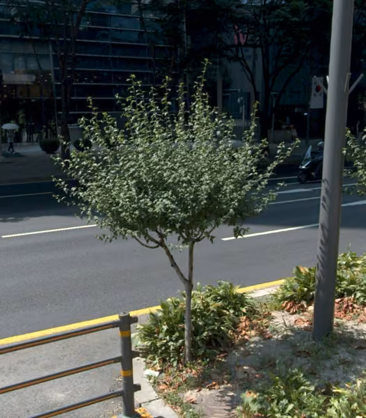 tree photo