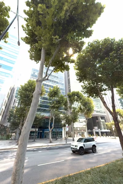 tree photo