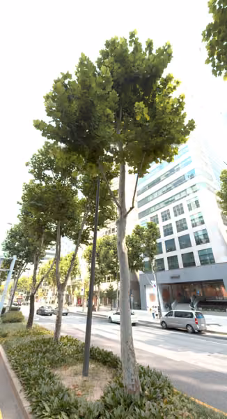 tree photo