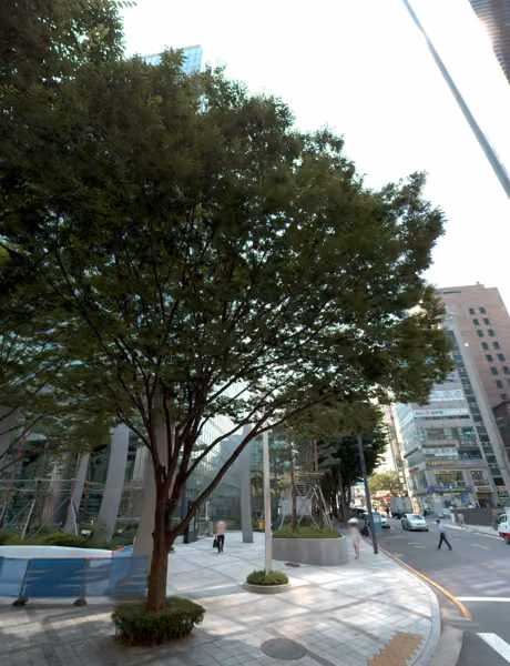 tree photo