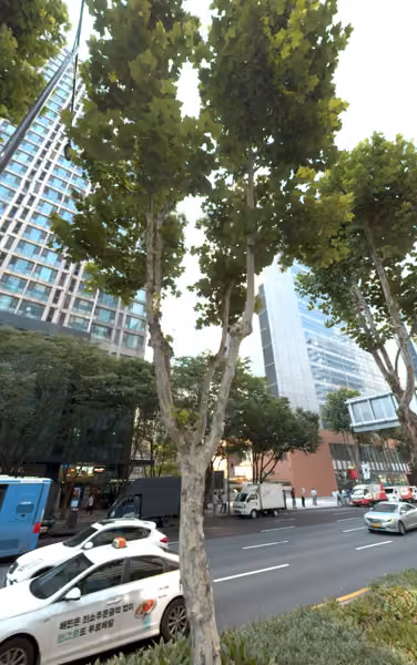 tree photo