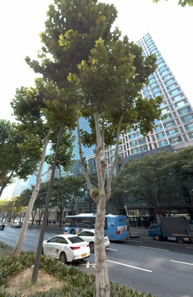 tree photo
