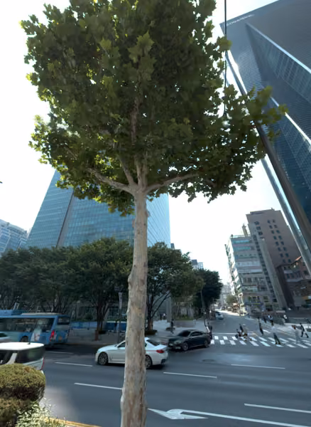 tree photo