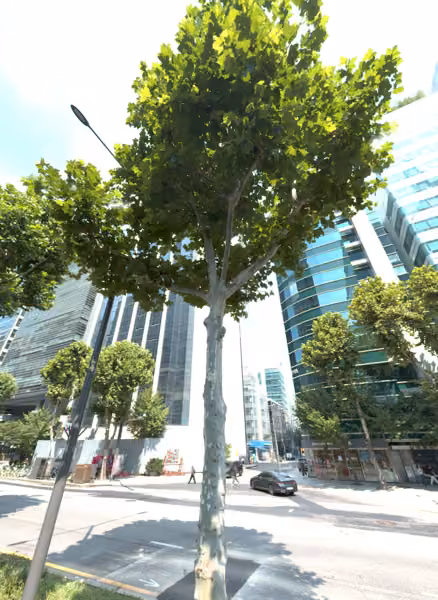 tree photo