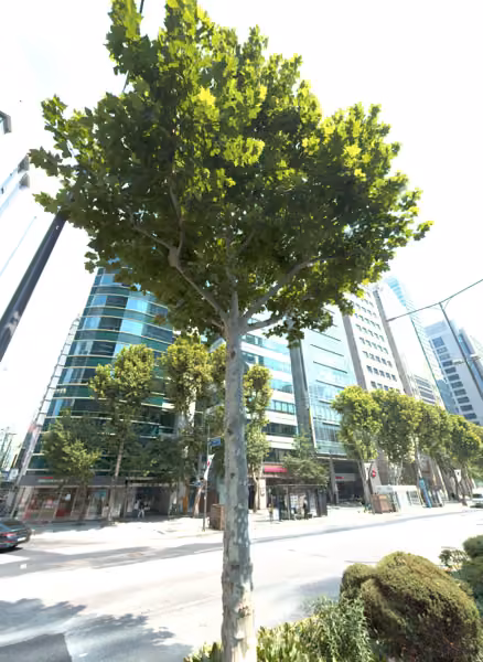 tree photo