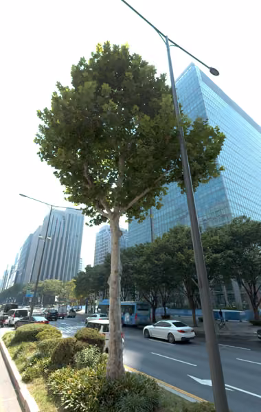 tree photo
