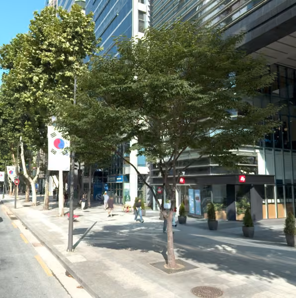 tree photo
