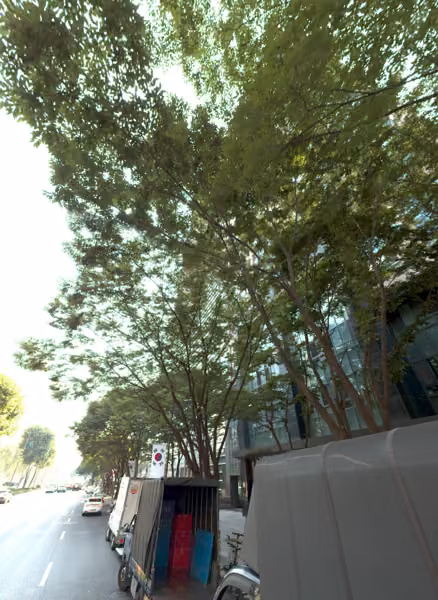 tree photo