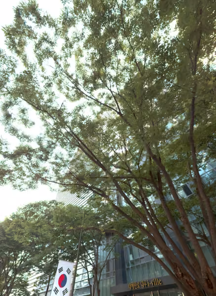 tree photo