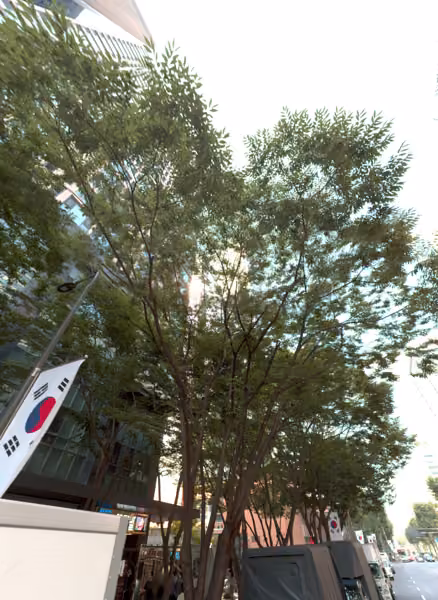 tree photo