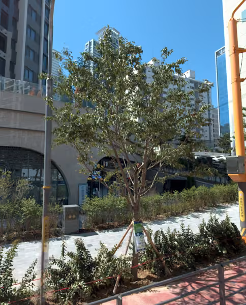 tree photo