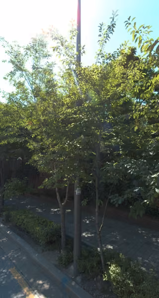 tree photo