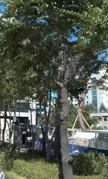 tree photo