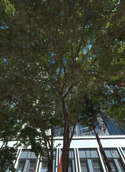tree photo