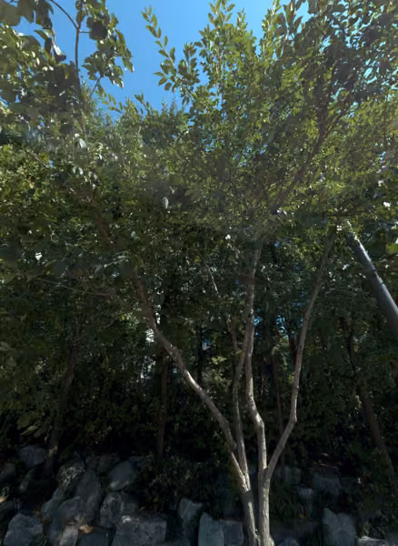 tree photo