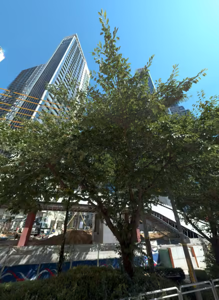 tree photo