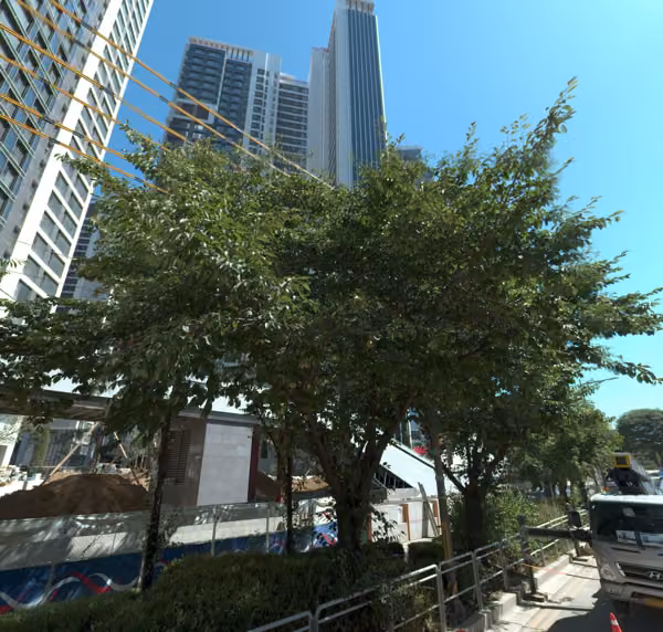 tree photo