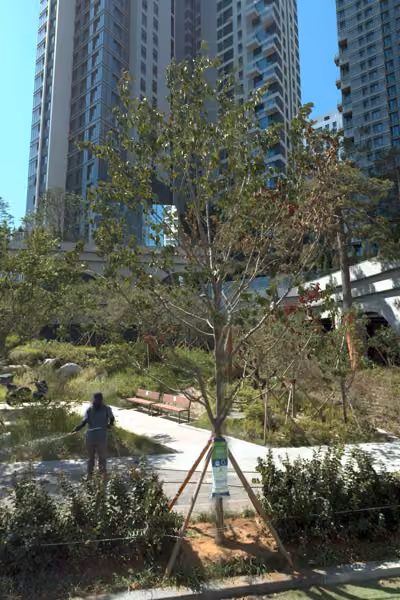 tree photo