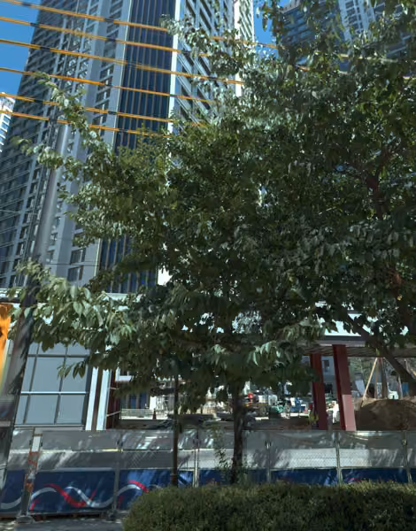 tree photo