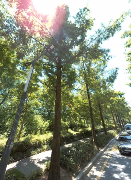 tree photo