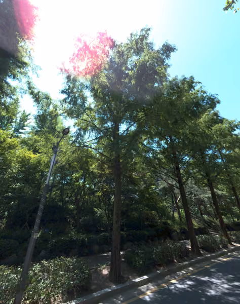 tree photo