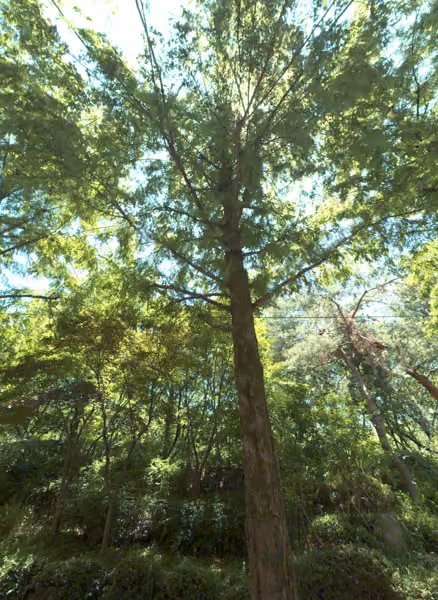 tree photo