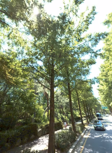 tree photo