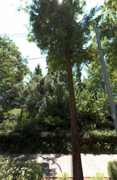tree photo