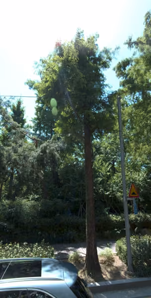 tree photo