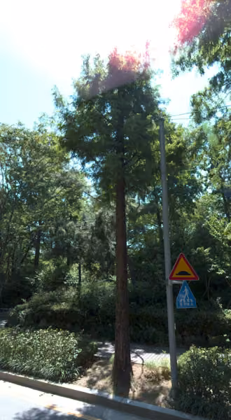 tree photo